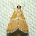 Abegesta reluctalis - Hodges#4866 - photo 3