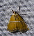 Abegesta reluctalis - Hodges#4866 - photo 4