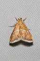 Abegesta reluctalis - Hodges#4866 - photo 5