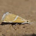 White-trimmed Abegesta - Hodges#4867