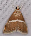 White-trimmed Abegesta - Hodges#4867 - photo 4