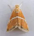 White-trimmed Abegesta - Hodges#4867 - photo 5