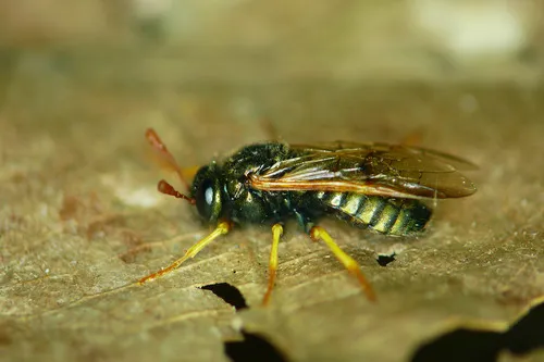 Abia brevicornis - Abia brevicornis