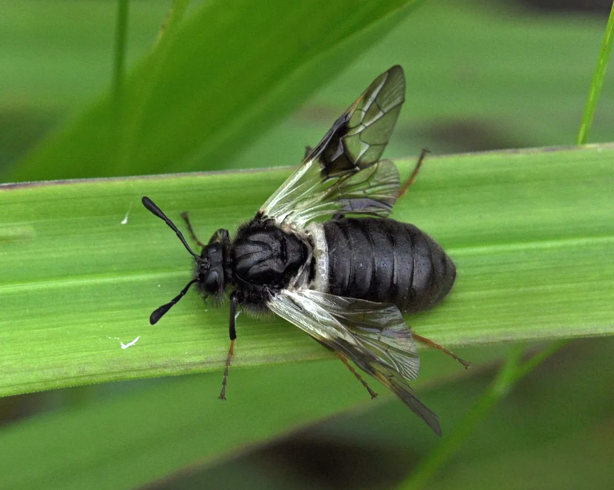 Abia fasciata - photo 3