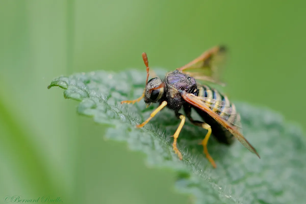 Scabious Sawfly - photo 3