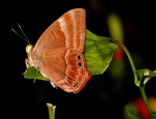 Plum Judy - photo 8