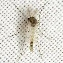 Ablabesmyia cinctipes