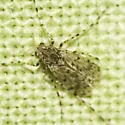 Ablabesmyia cinctipes - photo 2