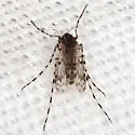 Ablabesmyia cinctipes - photo 3