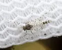 Ablabesmyia cinctipes - photo 4