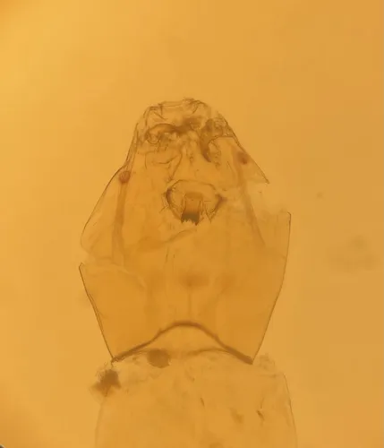 Ablabesmyia mallochi