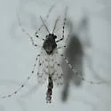 Ablabesmyia peleensis