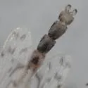Ablabesmyia peleensis - photo 2