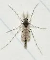 Ablabesmyia peleensis - photo 3