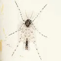 Ablabesmyia peleensis - photo 4