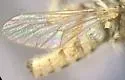 Northwestern Prospector - photo 3