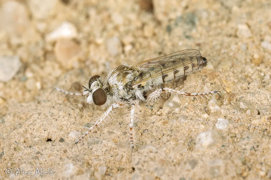 Yellow-legged Prospector - photo 2