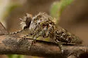 Spot-winged Prospector - photo 2