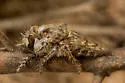 Spot-winged Prospector - photo 3