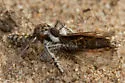 Spot-winged Prospector - photo 4