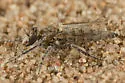Spot-winged Prospector - photo 5