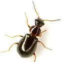 Ablechrus granularis