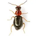 Ablechrus granularis - photo 2