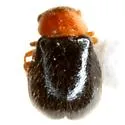 Ablechrus texensis - Ablechrus texensis