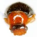 Ablechrus texensis - photo 2