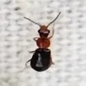 Ablechrus texensis - photo 3