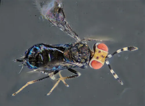 Ablerus pulcherrimus