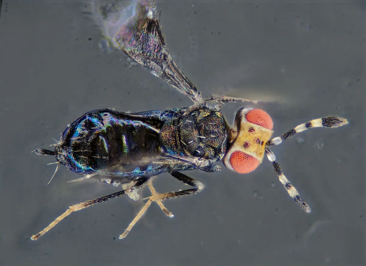 Ablerus pulcherrimus - photo 3