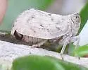 Abolloptera bistriata