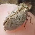 Abolloptera bistriata - photo 2