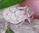 Abolloptera bistriata - photo 3