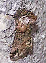 Minute Oval Abrostola - Hodges#8883