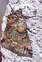Minute Oval Abrostola - Hodges#8883 - photo 2