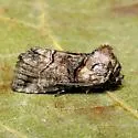 Minute Oval Abrostola - Hodges#8883 - photo 3