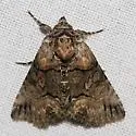 Minute Oval Abrostola - Hodges#8883 - photo 4