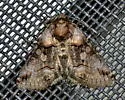 Minute Oval Abrostola - Hodges#8883 - photo 5