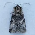 Abrostola parvula - Hodges#8882 - photo 3
