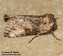Abrostola parvula - Hodges#8882 - photo 4