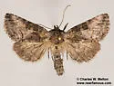 Abrostola parvula - Hodges#8882 - photo 5