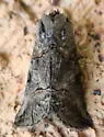 Spectacled Nettle Moth - Hodges#8881