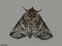 Spectacled Nettle Moth - Hodges#8881 - photo 2