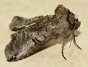 Spectacled Nettle Moth - Hodges#8881 - photo 3