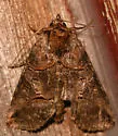 Spectacled Nettle Moth - Hodges#8881 - photo 4