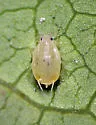 Abstrusomyzus phloxae - Abstrusomyzus phloxae