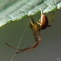 Acacesia hamata
