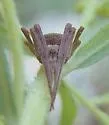Acacesia hamata - photo 3